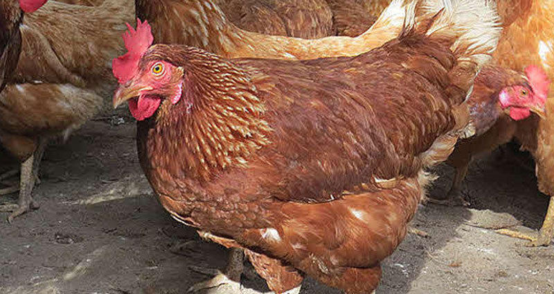 Gallina Criolla (aprox 1,60 Kg)